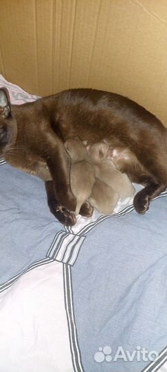 Бурманские котята