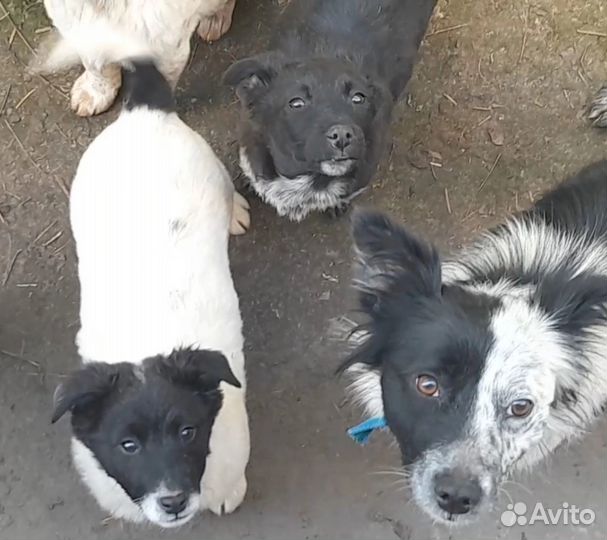 Щенки-мальчики