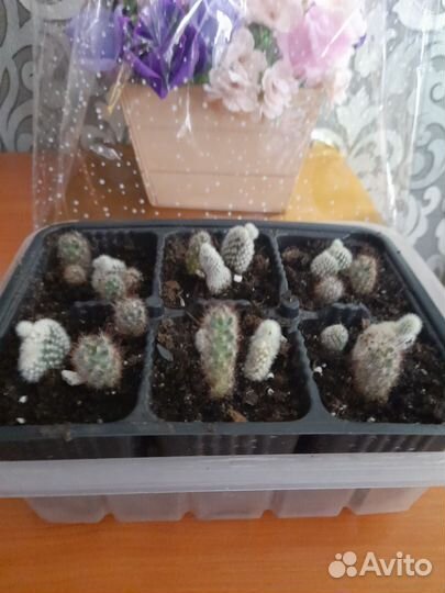 Кактус