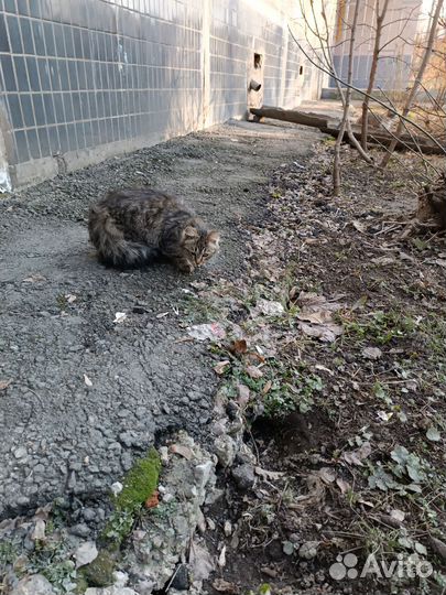 Кошечка в беде