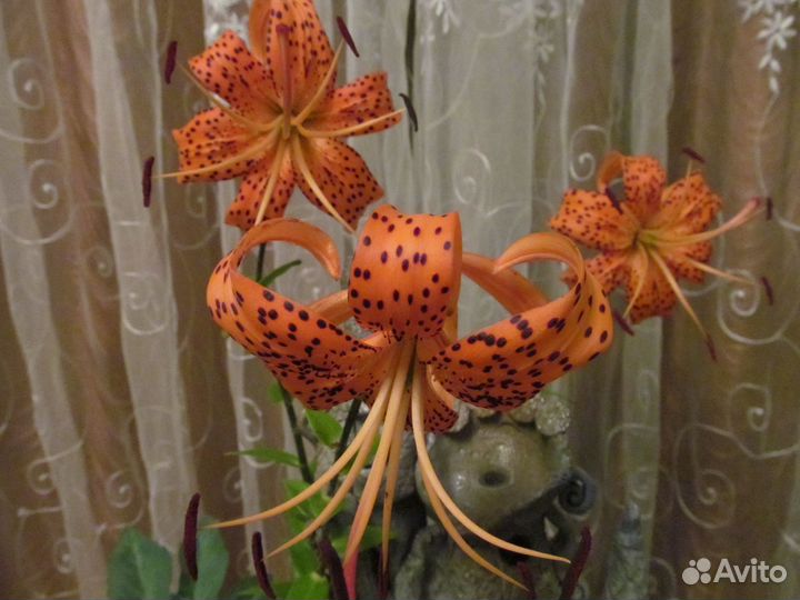 Лилия (турецкая шапочка)