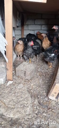 Куры петухи