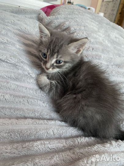 Кошка в дар