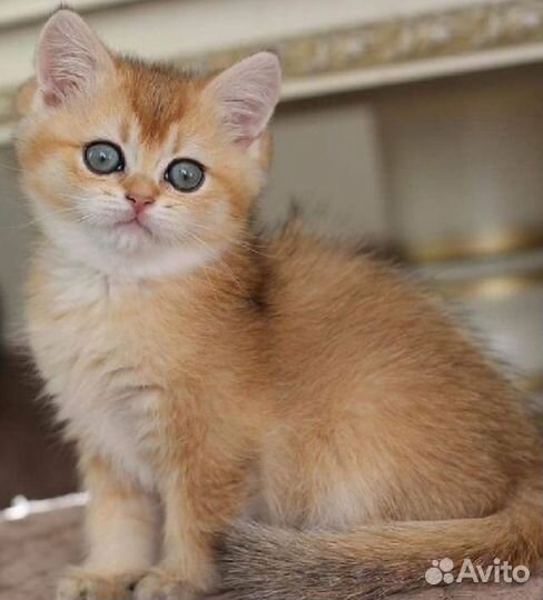 Шотландские котята