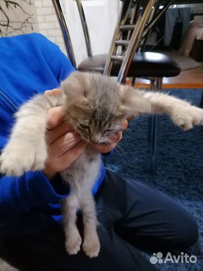 Продам котенка