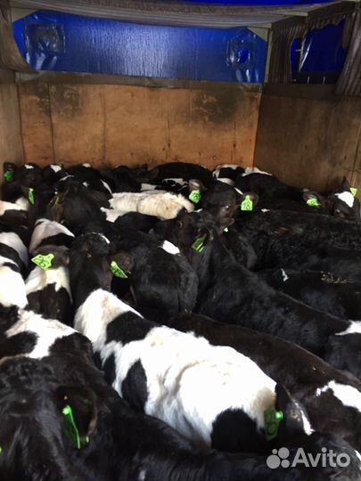 Телята бычки