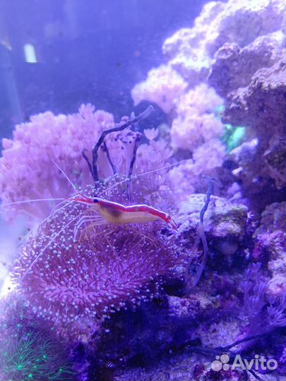 Морская рыба, креветка. Рыба клоун, криль Доктор