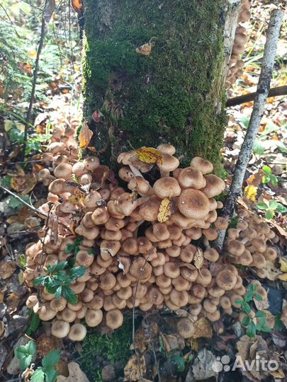 Грибы опята грузди