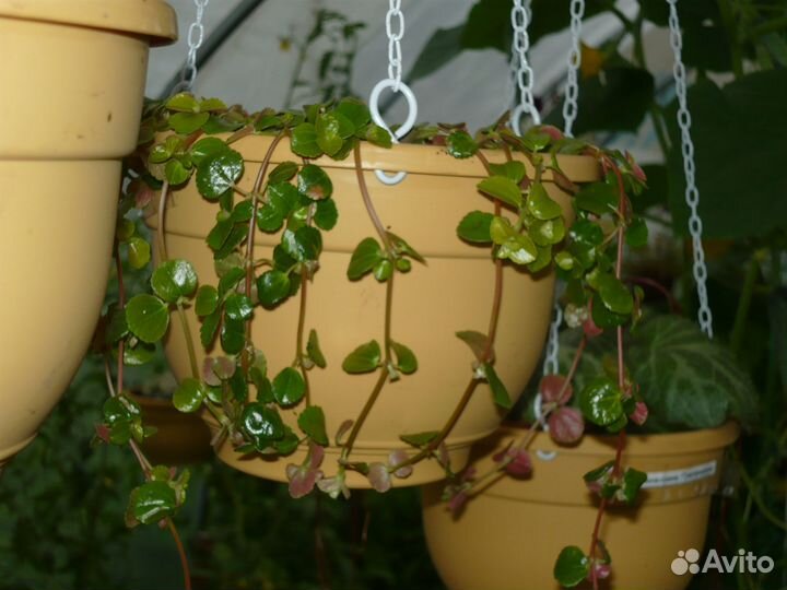 Комнатные цветы