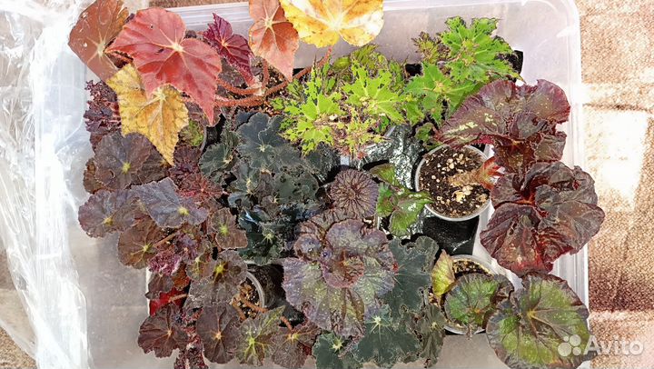 Бегония декоративно лиственная