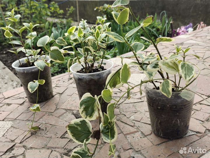 Барвинок вариегатный