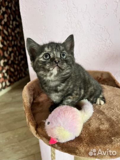 Котенок в дар бесплатно