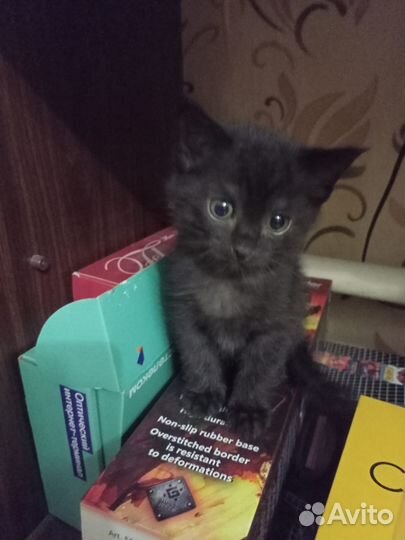 Котята в добрые руки бесплатно