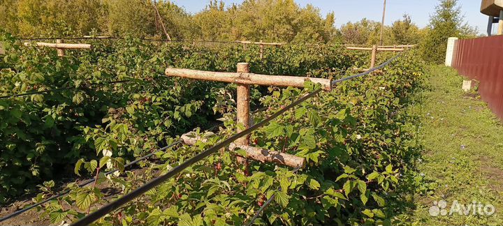 Саженцы ремонтантной малины Пингвин, Нижегородец