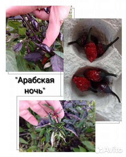 Семена редких сортов острого перца