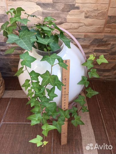 Плющ хедера и восковой - хойя / хоя