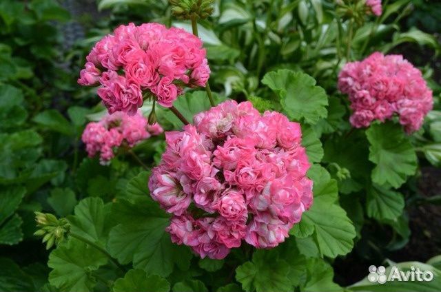 Пеларгония Swanland Pink/ Australien Pink Rosebud купить в Нижнем ...