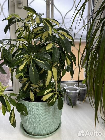 Комнатные цветы шефлера