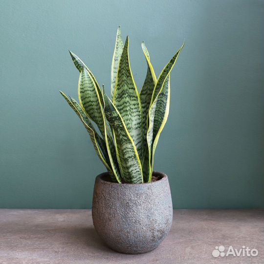 Сансевиерия