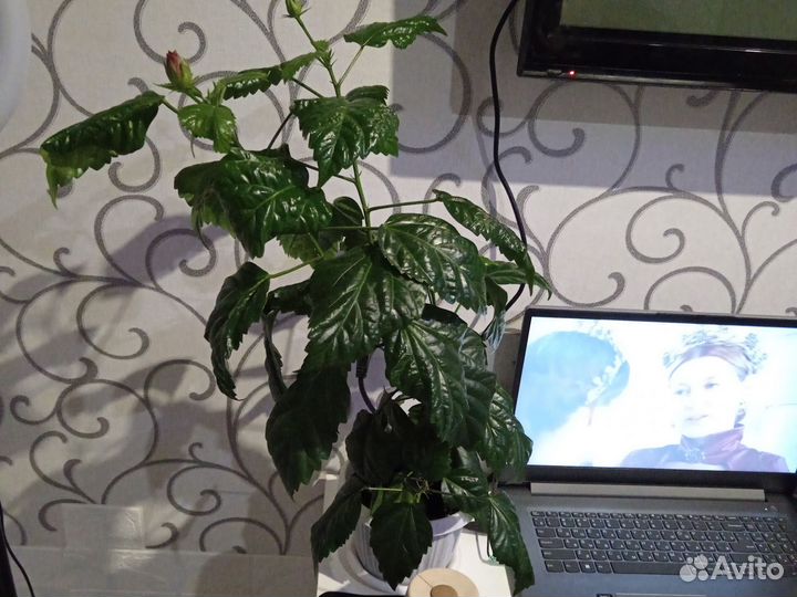 Комнатные цветы