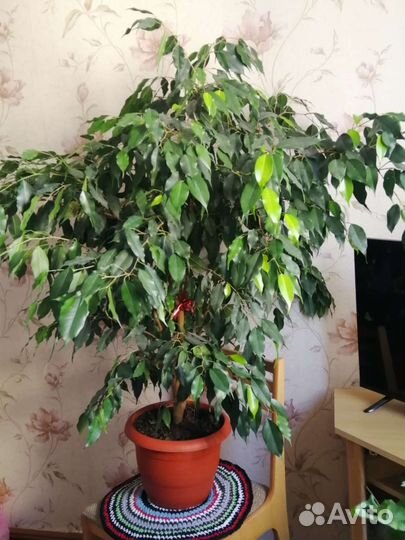 Фикус бенджамина