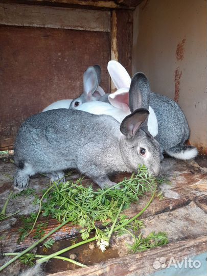 Кролик белый паннон