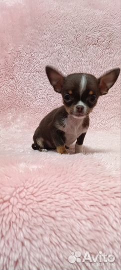 Щенки чихуахуа мини гладкошерстные