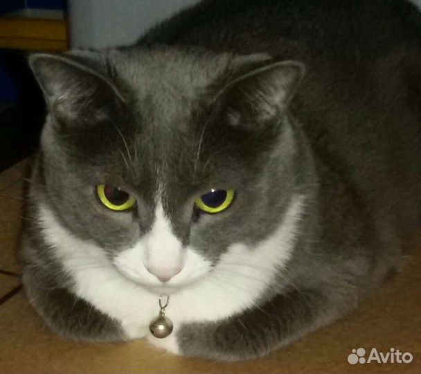 Кошка в дар