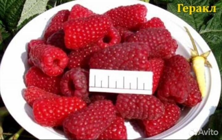 Ремонтантная малина Геракл