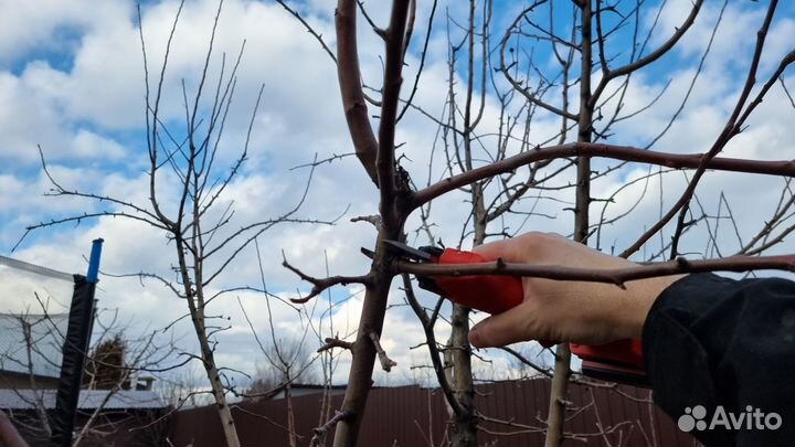 Обрезка плодовых деревьев