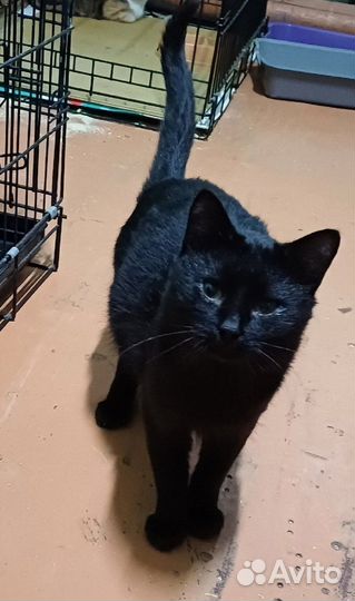 Кошка и котик