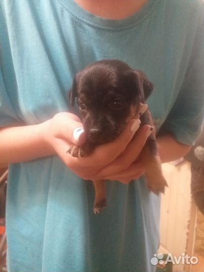 Той-терьер щенки