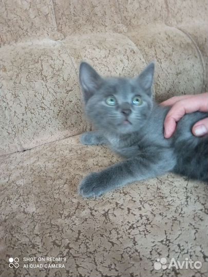 Котята- он и она