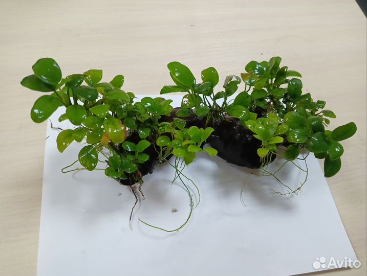 Коряга мангровая с прирощенными анубиасами