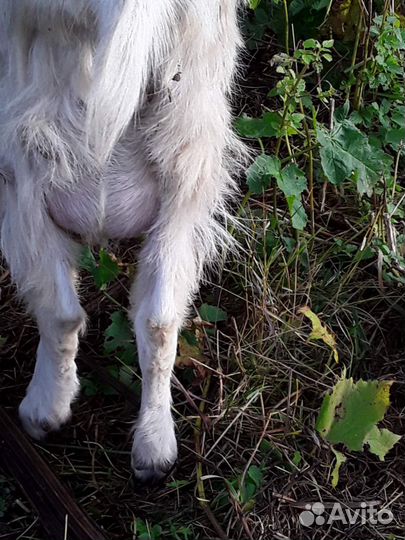 Продам двух зааненских коз