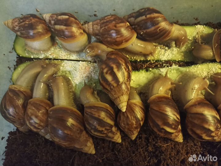 Улитки ахатины фулика стандарт