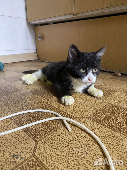 Котенок в добрые руки