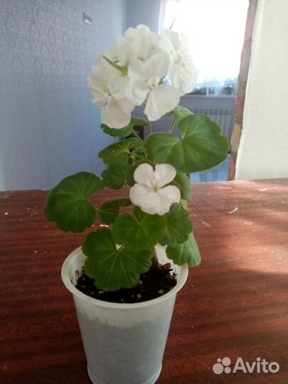 Герань пеларгония белая