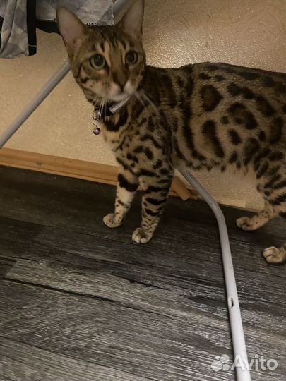 Бенгальская