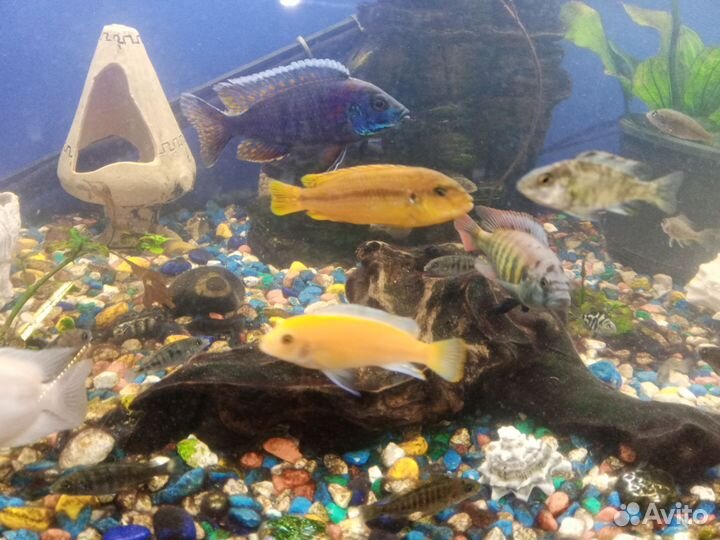 Аквариумные рыбки корм ракушки кораллы