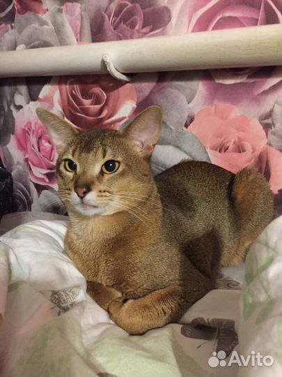 Аби котик на вязку