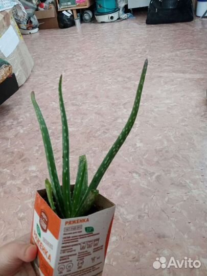 Алоэ Вера растение