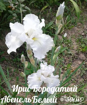 Клубника, анемона, рудбекия, ирис, слива