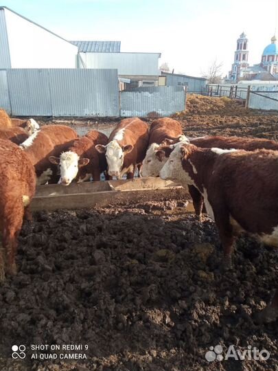 Коровы герефорд