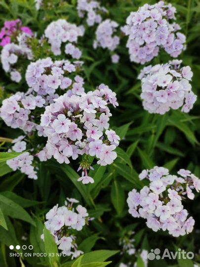 Флоксы сортовые от свободного опыления