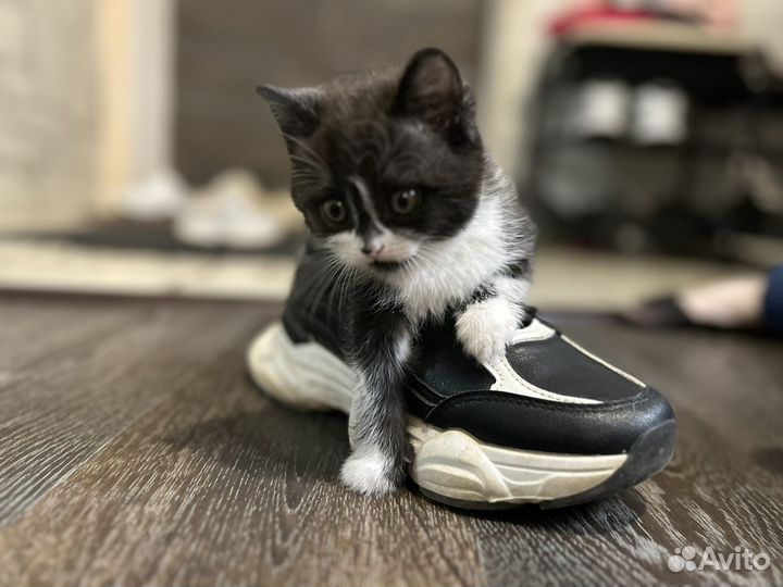 Кошечка в добрые руки