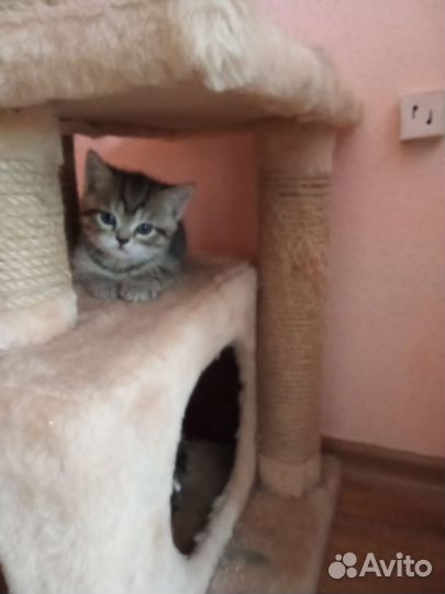 Британские котята