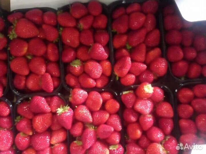 Клубника сладкая Греция