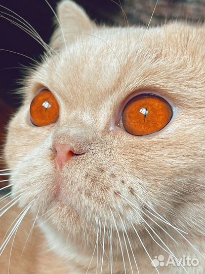 Британский кот на вязку