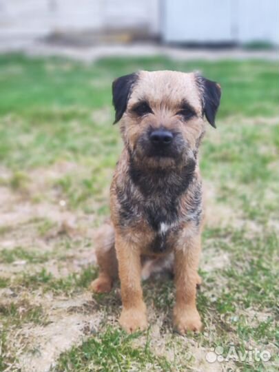 Бордер терьер щенки